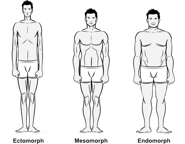 male body types