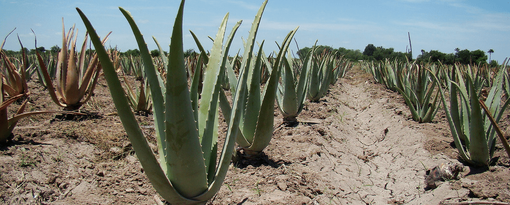 aloe vera aloe king