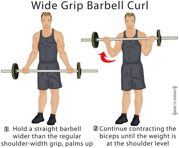 Biceps Exercise Chart