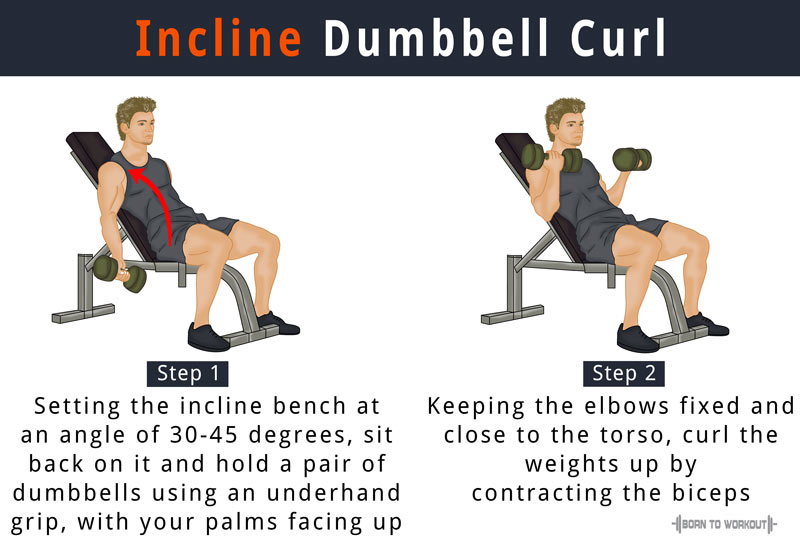 Sit close. Seated Incline Curls. Incline Bench Dumbbell Curl. Incline Dumbbell Bench. Incline Bicep Curl.