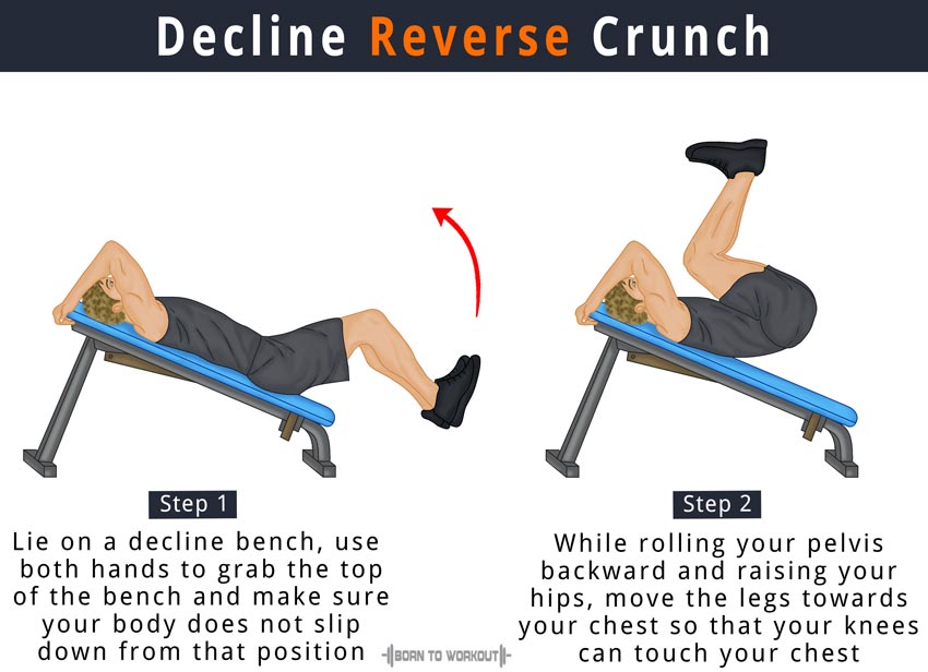 Decline Reverse Crunch Involved Muscles During The Training Abdominals