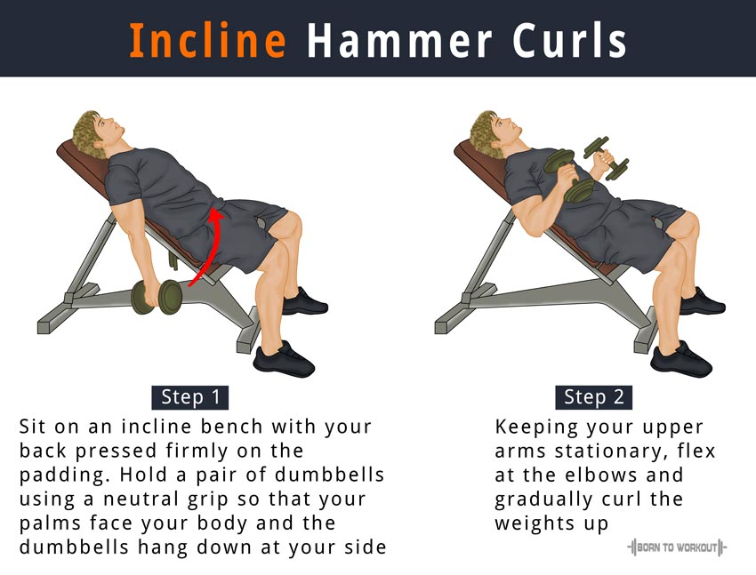 Hammer curls db seated Seated Hammer