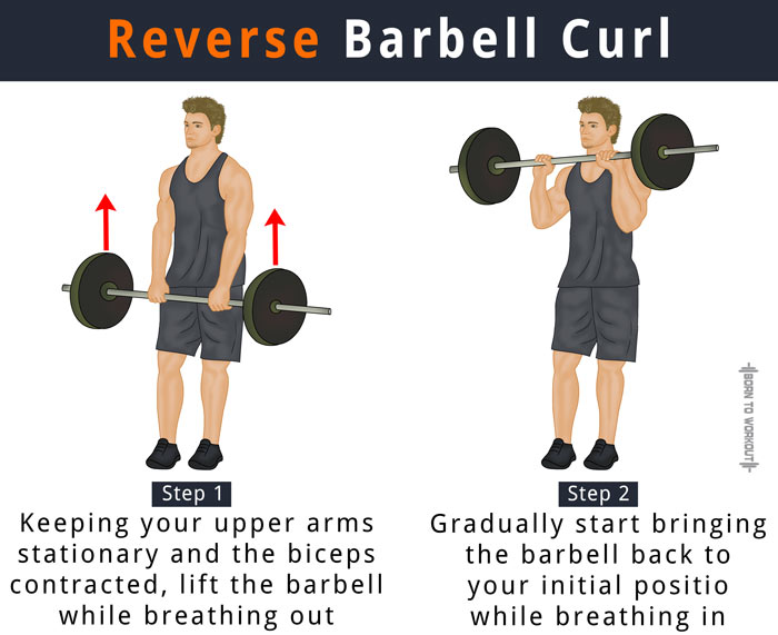 Установка curl. Reverse Barbell Curls. Reverse Curl. Reverse Grip Barbell Curls. Barbell biceps Curl.